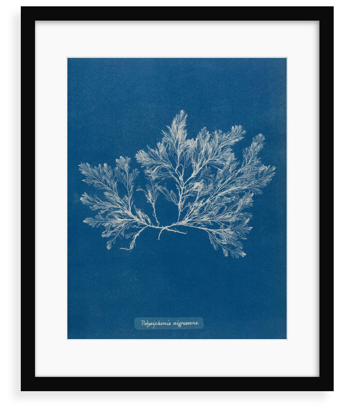 Polysiphonia nigrescens by Anna Atkins