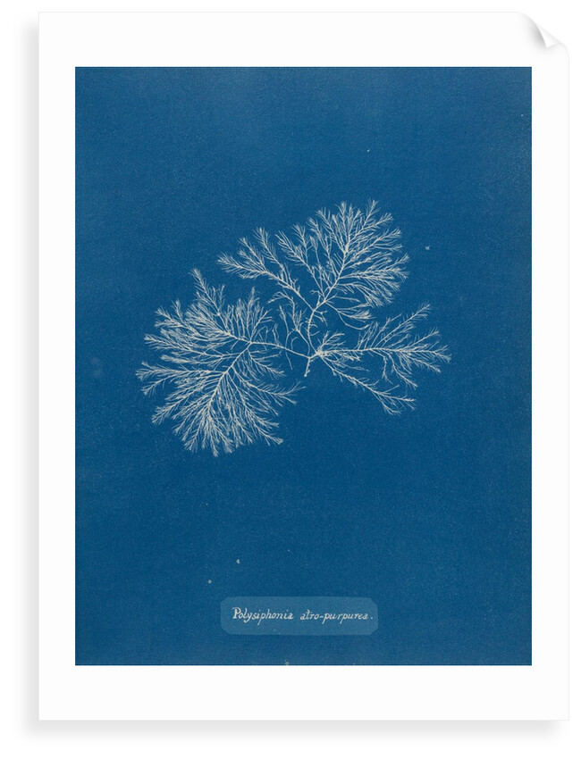 Polysiphonia nigrescens by Anna Atkins