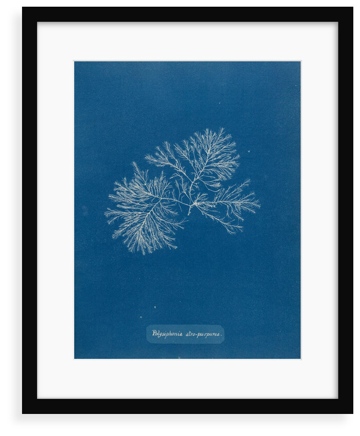 Polysiphonia nigrescens by Anna Atkins