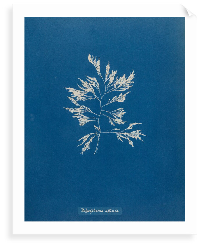 Vertebrata fucoides by Anna Atkins