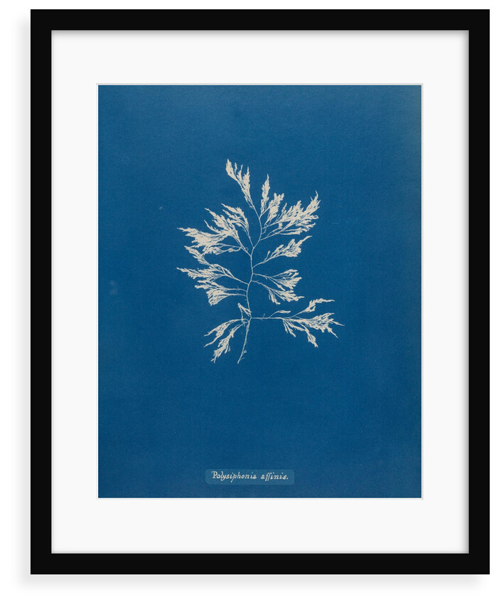 Vertebrata fucoides by Anna Atkins