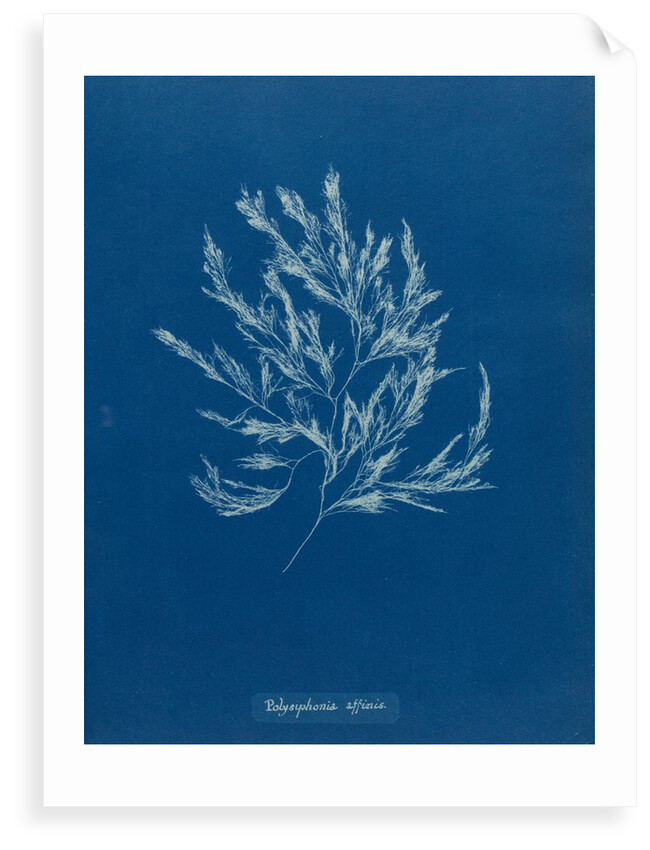Vertebrata fucoides by Anna Atkins