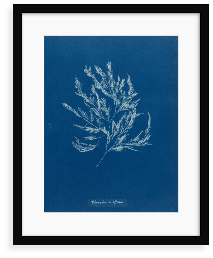 Vertebrata fucoides by Anna Atkins