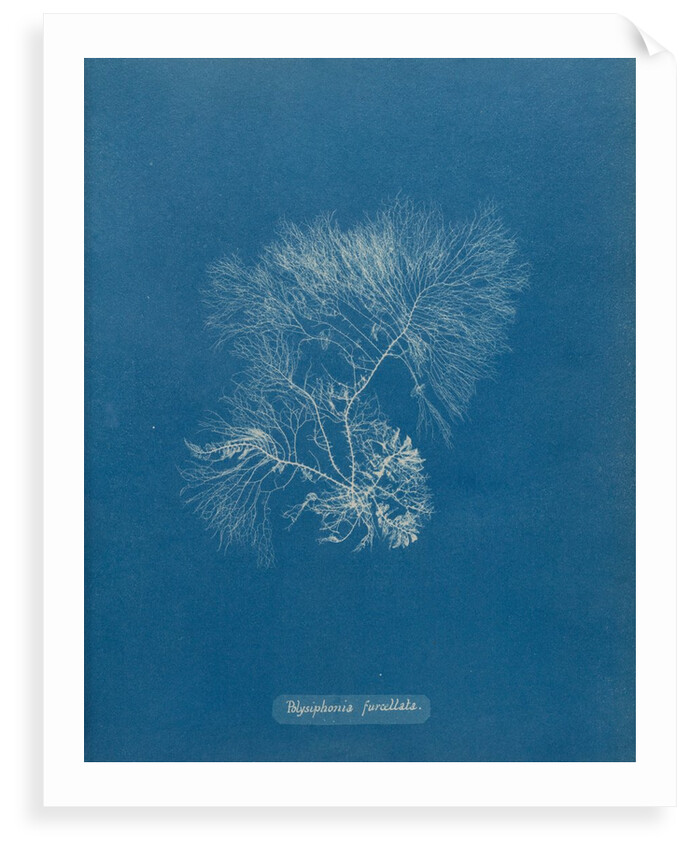 Vertebrata furcellata by Anna Atkins