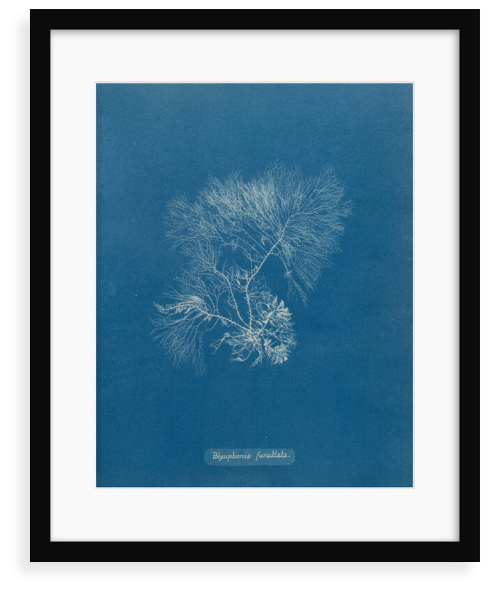 Vertebrata furcellata by Anna Atkins