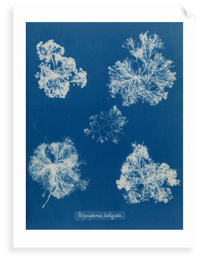 Polysiphonia lanosa by Anna Atkins