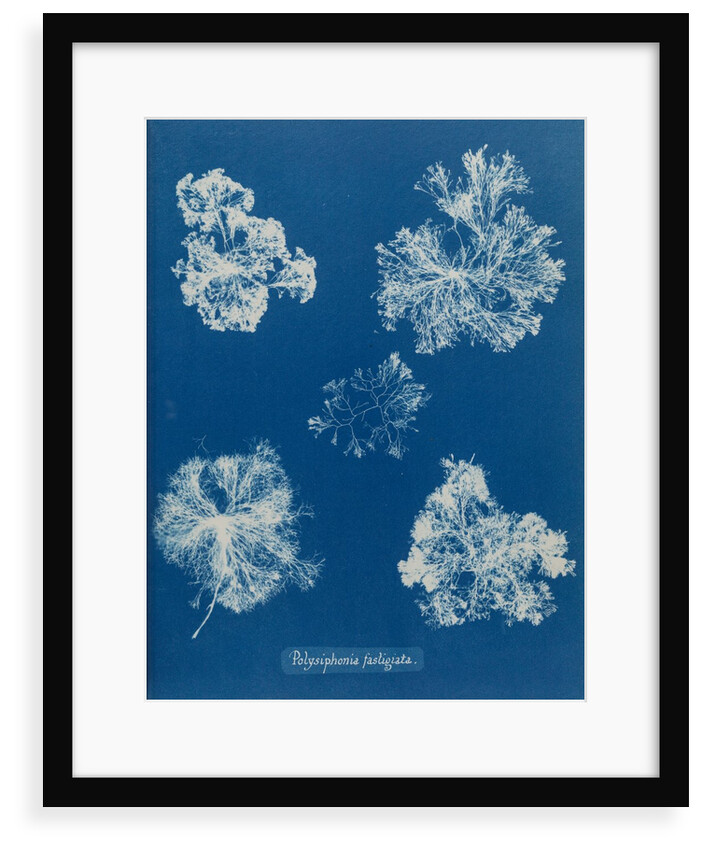 Polysiphonia lanosa by Anna Atkins