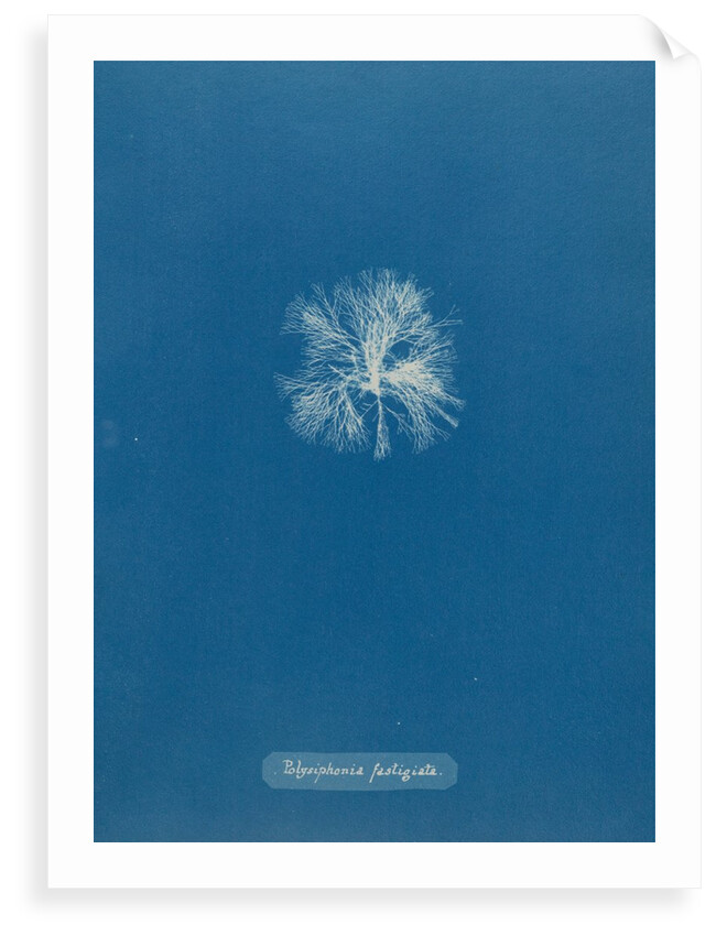 Polysiphonia lanosa by Anna Atkins