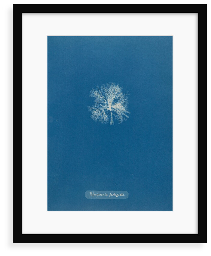 Polysiphonia lanosa by Anna Atkins