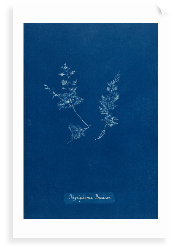 Leptosiphonia brodiei by Anna Atkins