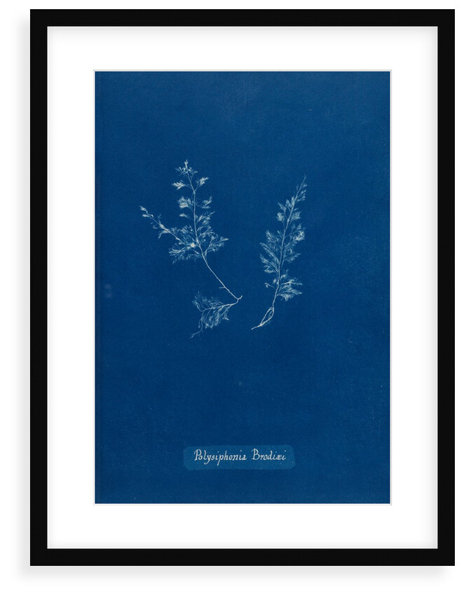 Leptosiphonia brodiei by Anna Atkins