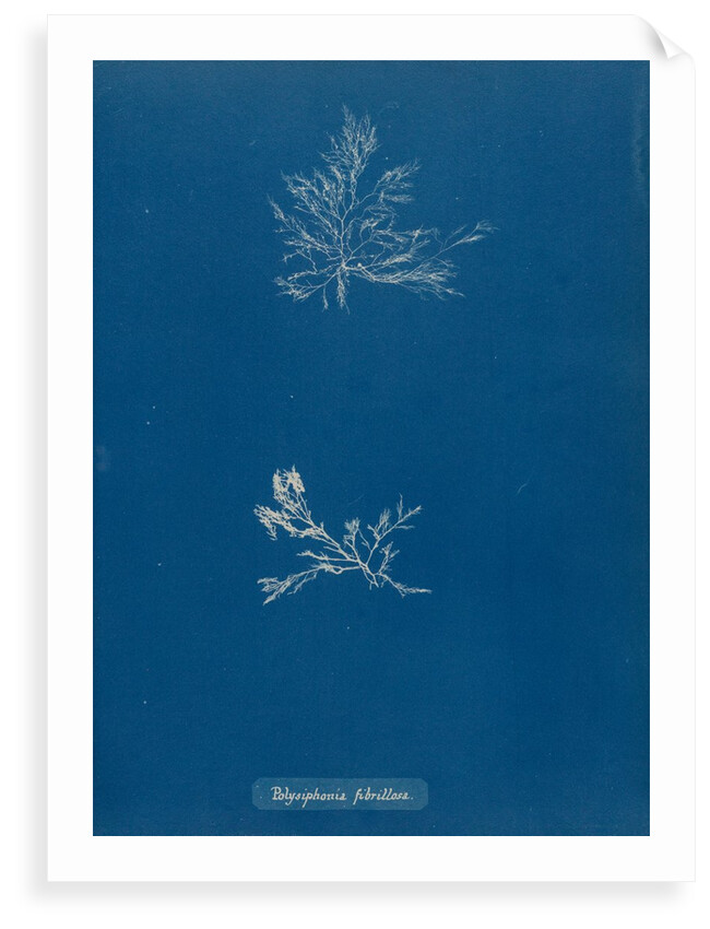 Leptosiphonia fibrillosa by Anna Atkins