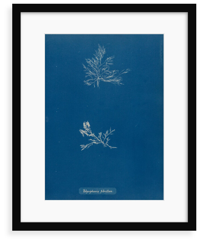 Leptosiphonia fibrillosa by Anna Atkins