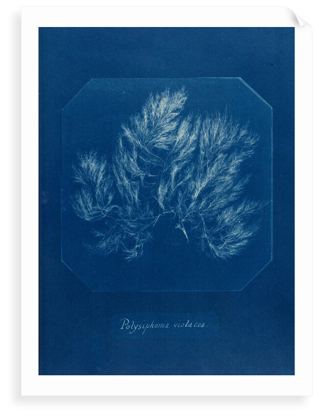 Vertebrata fucoides by Anna Atkins