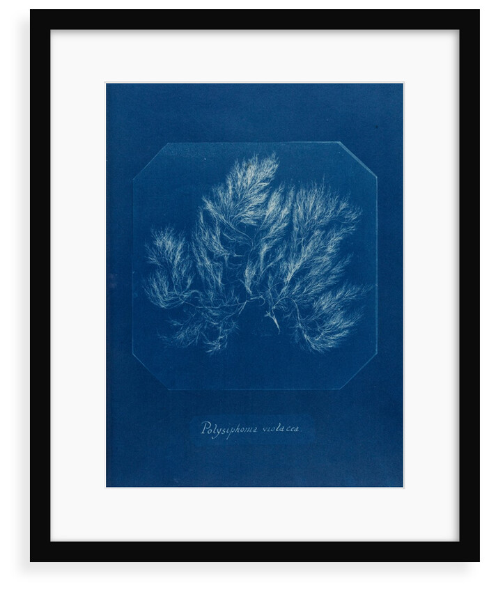 Vertebrata fucoides by Anna Atkins