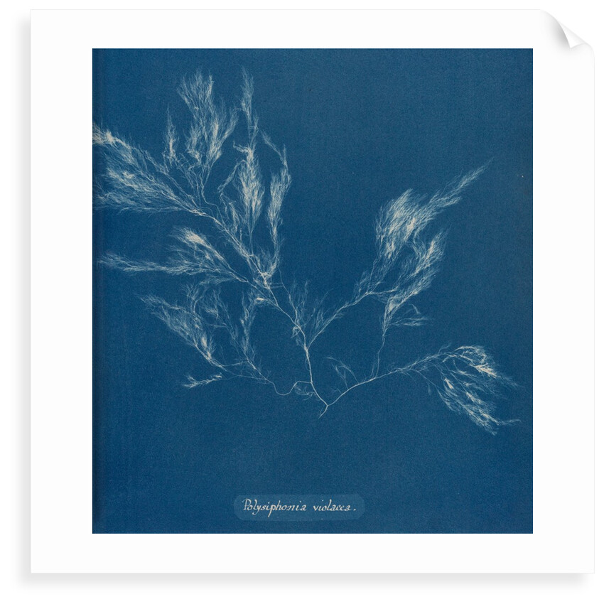 Vertebrata fucoides by Anna Atkins