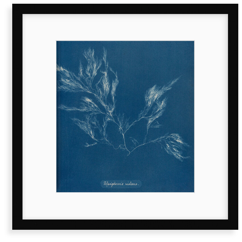 Vertebrata fucoides by Anna Atkins