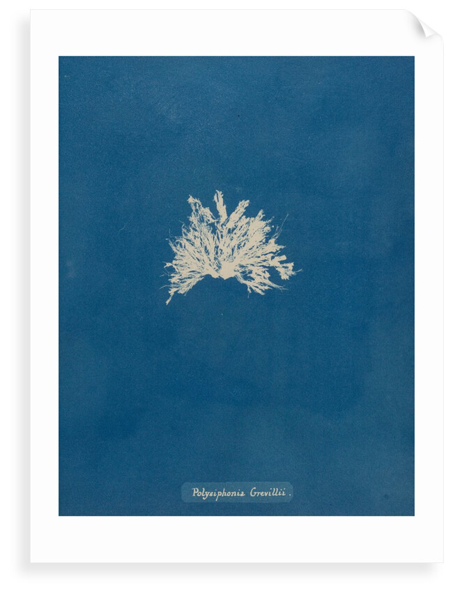 Polysiphonia subcontorta by Anna Atkins