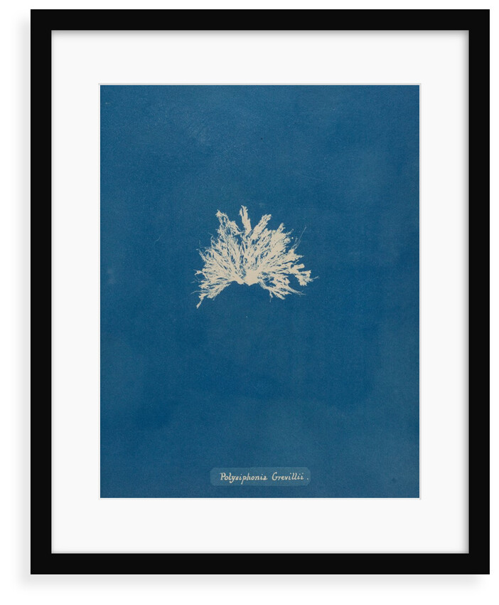 Polysiphonia subcontorta by Anna Atkins