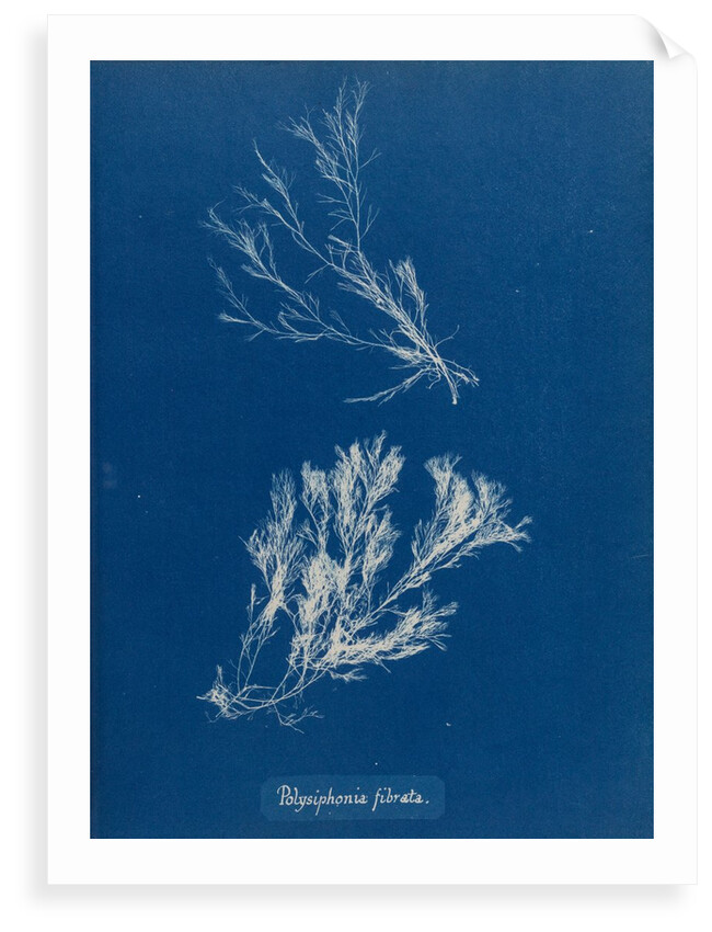 Polysiphonia fibrata by Anna Atkins