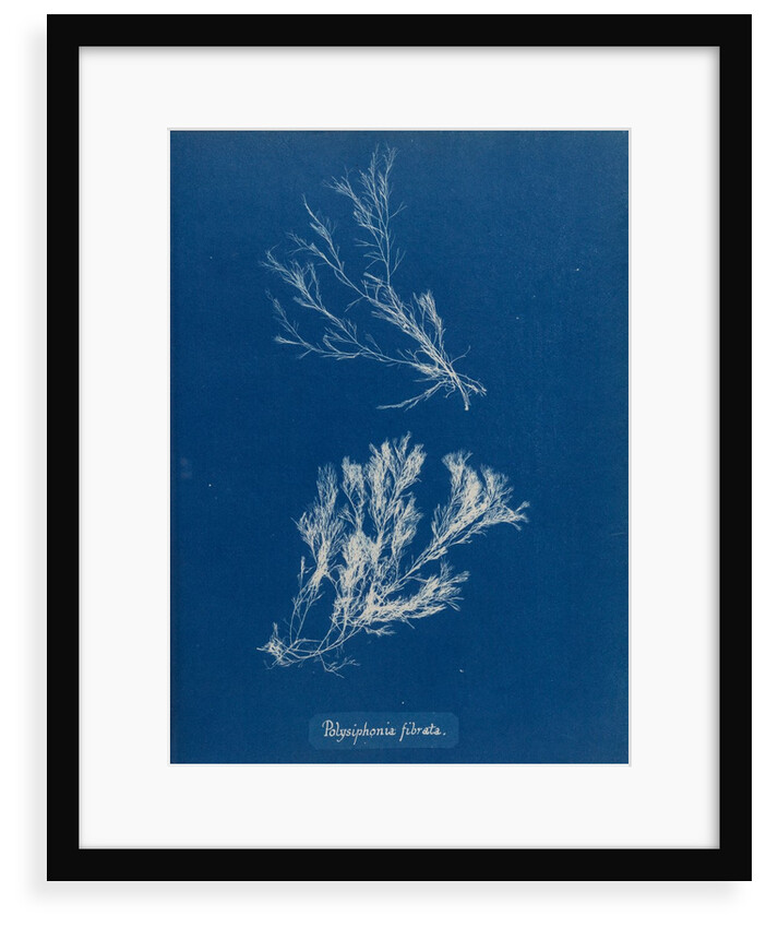 Polysiphonia fibrata by Anna Atkins