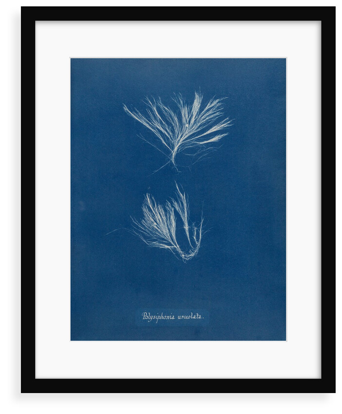 Polysiphonia stricta by Anna Atkins