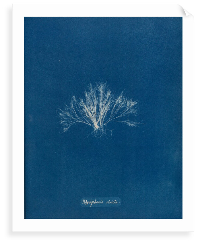 Polysiphonia stricta by Anna Atkins