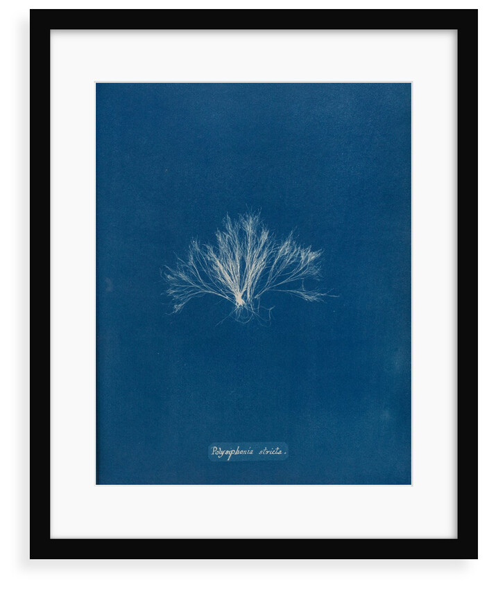 Polysiphonia stricta by Anna Atkins