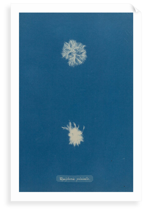 Polysiphonia pulvinata by Anna Atkins