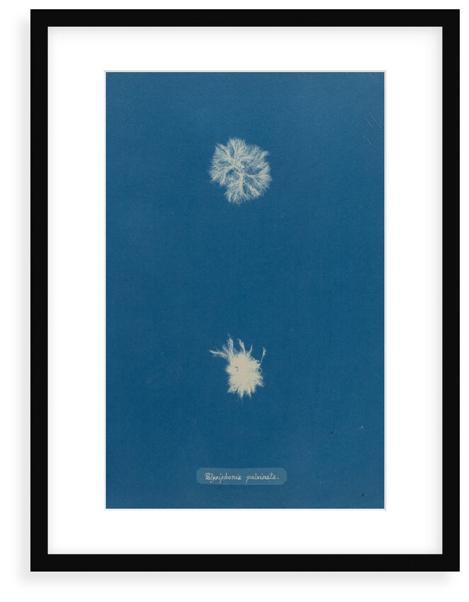 Polysiphonia pulvinata by Anna Atkins