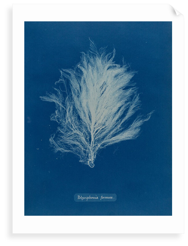 Polysiphonia stricta by Anna Atkins