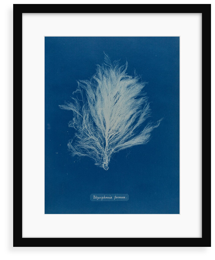 Polysiphonia stricta by Anna Atkins