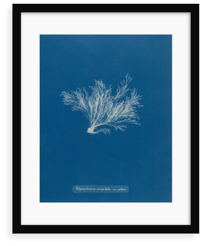 Polysiphonia stricta by Anna Atkins