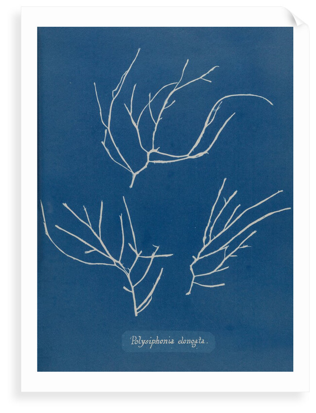Carradoriella elongata by Anna Atkins
