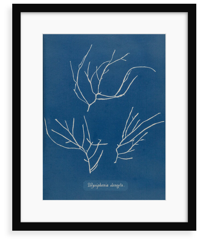 Carradoriella elongata by Anna Atkins