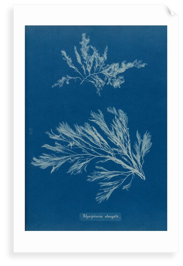 Carradoriella elongata by Anna Atkins