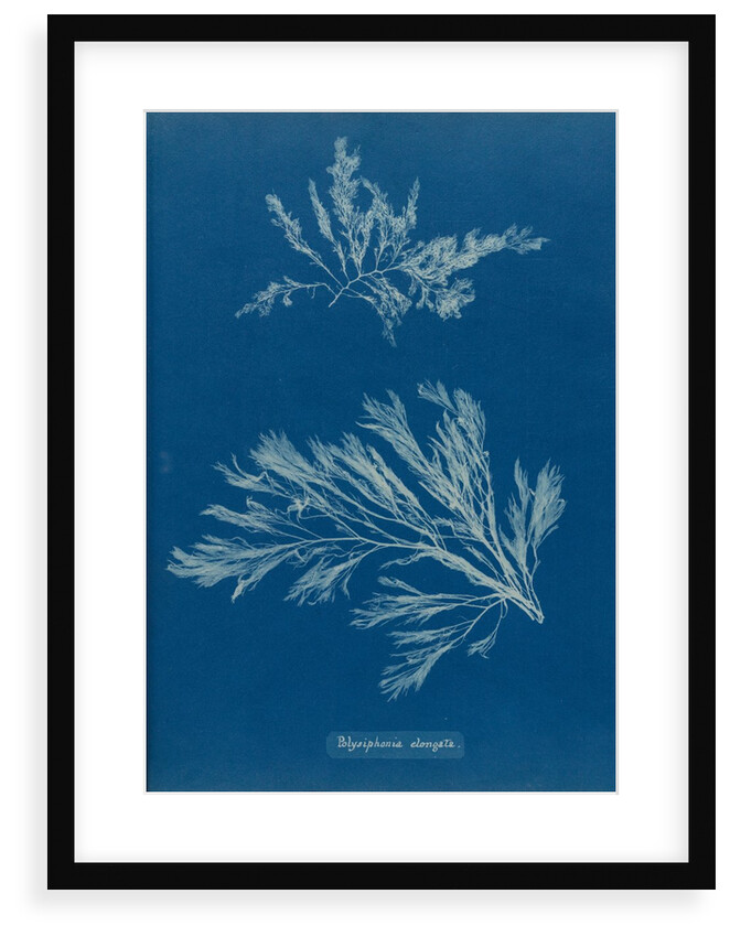 Carradoriella elongata by Anna Atkins