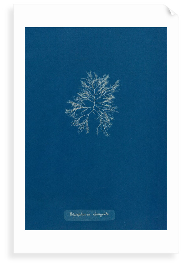 Carradoriella elongella by Anna Atkins