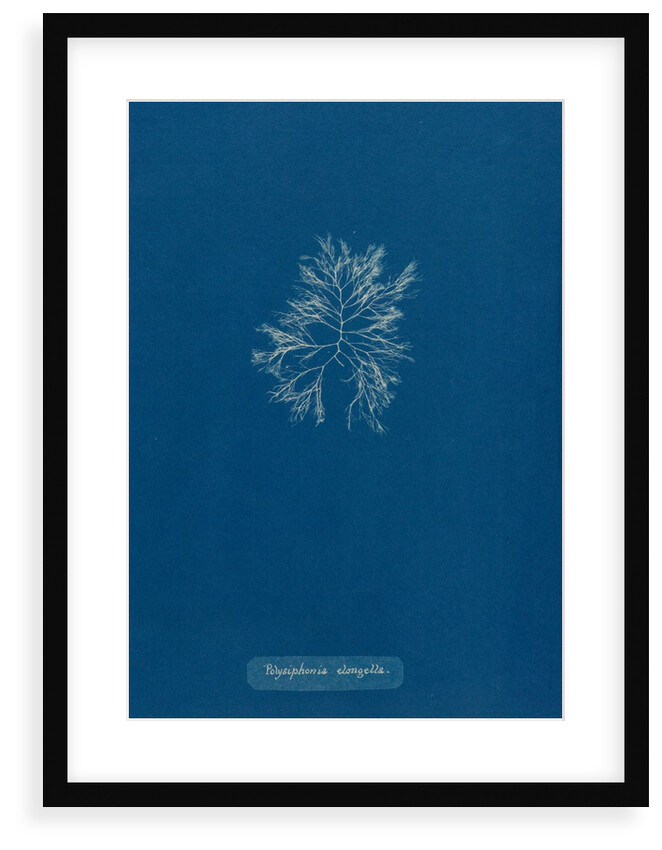 Carradoriella elongella by Anna Atkins