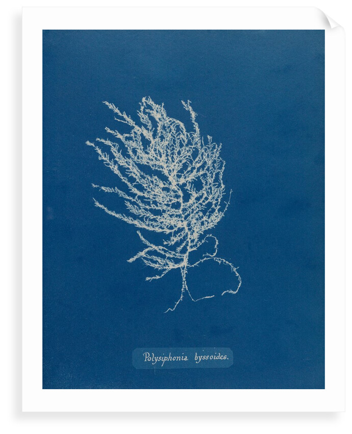 Brongniartella byssoides by Anna Atkins