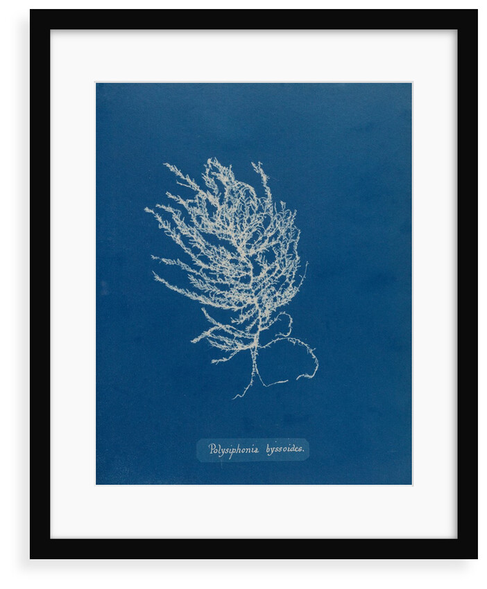 Brongniartella byssoides by Anna Atkins