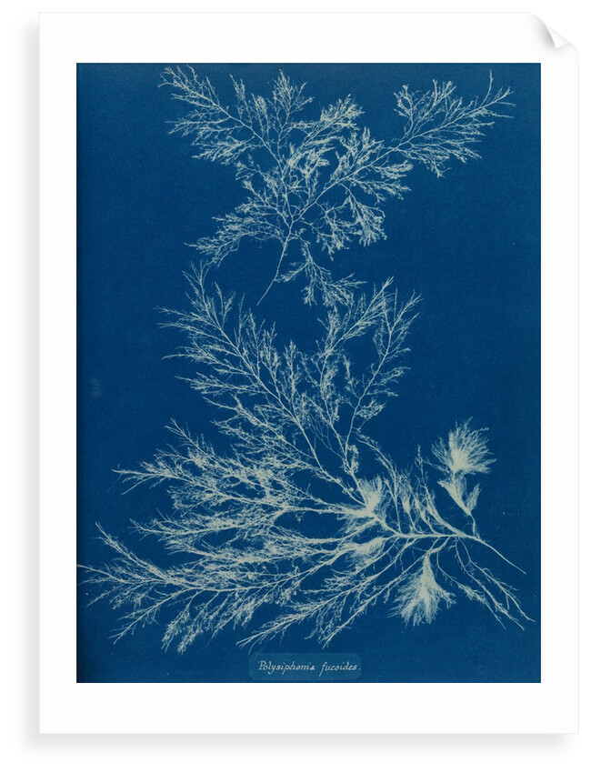 Vertebrata fucoides by Anna Atkins