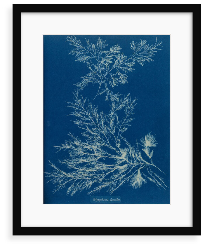 Vertebrata fucoides by Anna Atkins