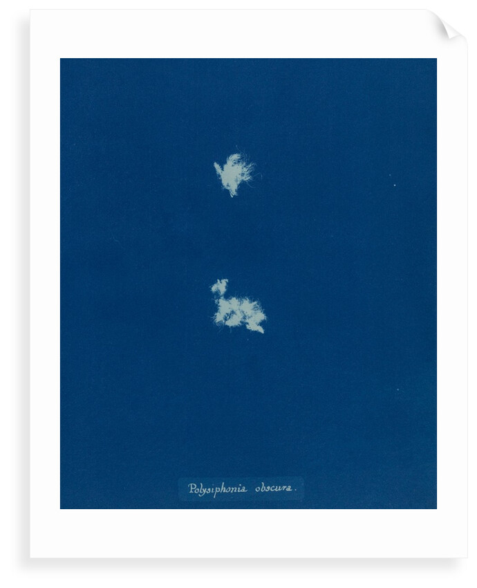Lophosiphonia obscura by Anna Atkins