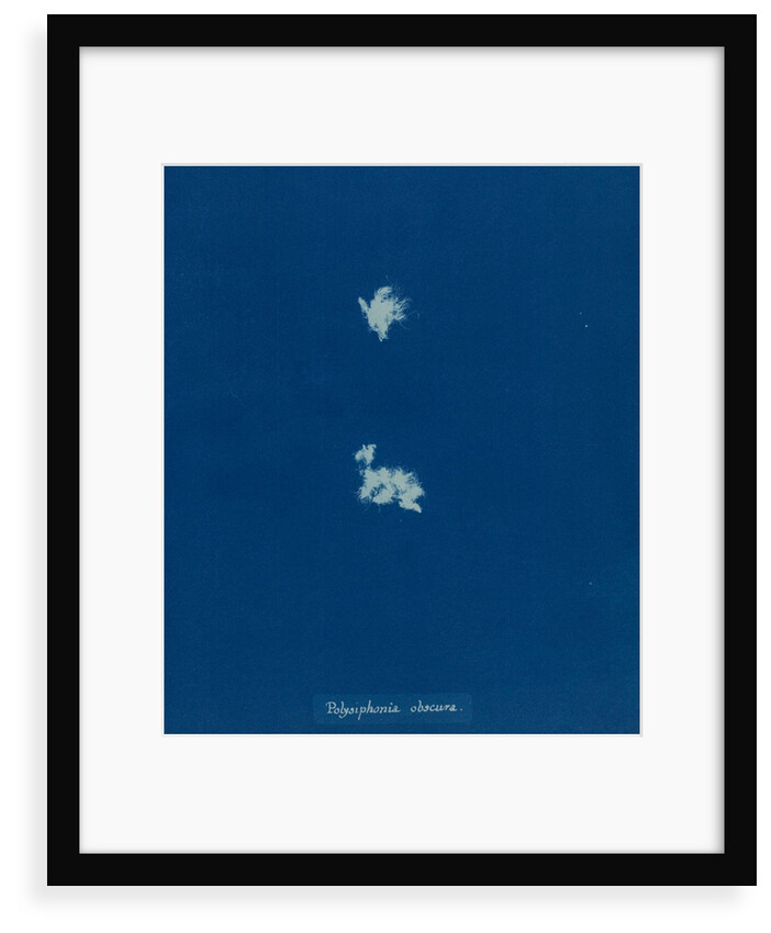 Lophosiphonia obscura by Anna Atkins
