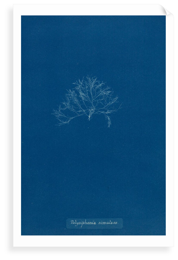 Vertebrata simulans by Anna Atkins
