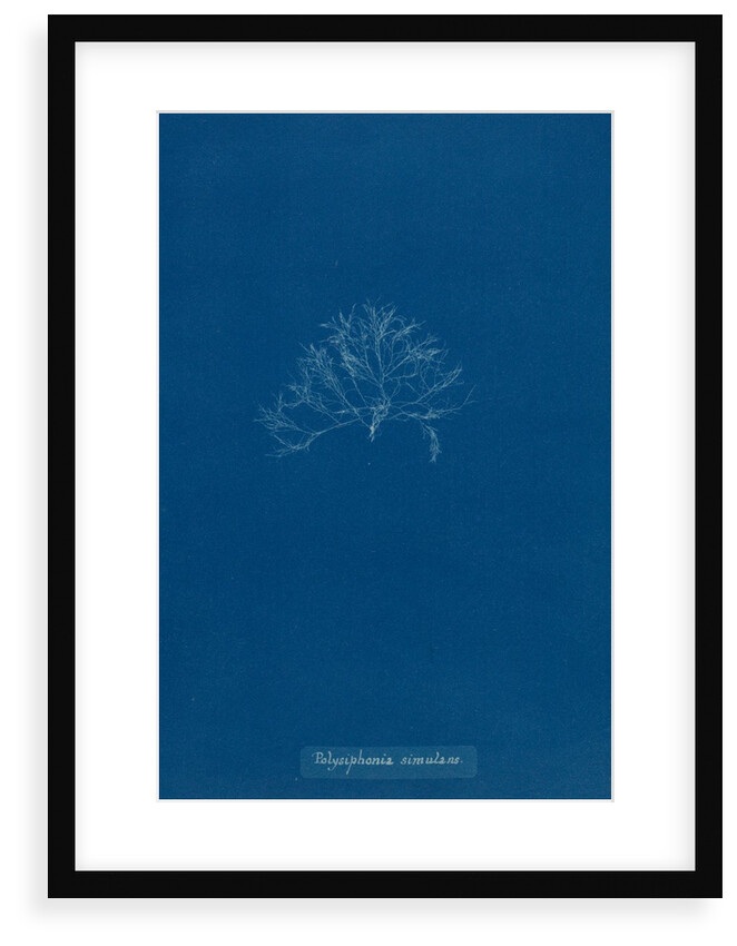 Vertebrata simulans by Anna Atkins