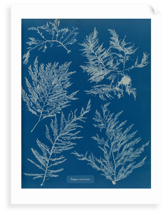 Heterosiphonia plumosa by Anna Atkins