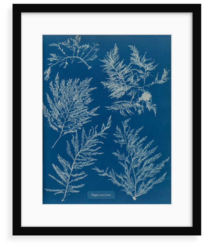 Heterosiphonia plumosa by Anna Atkins