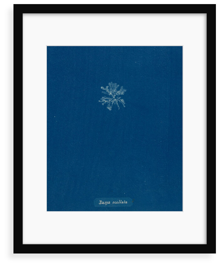 Dasya ocellata by Anna Atkins